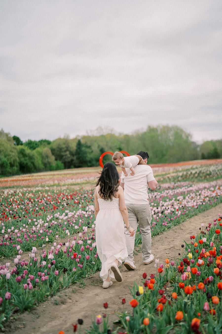 A family strolls through a vibrant tulip field, with the father carrying their child on his shoulders.