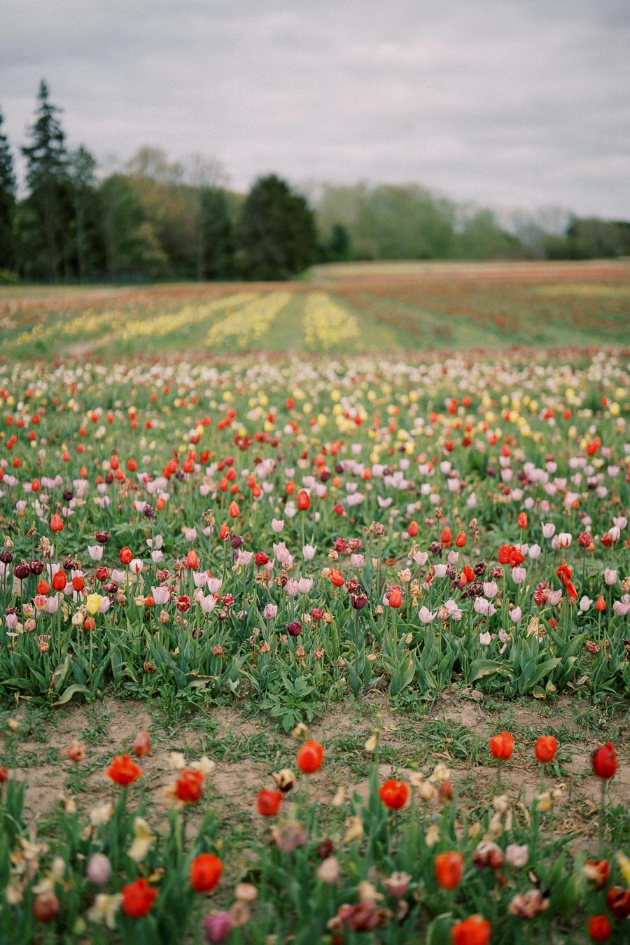 A vibrant field of tulips in various colors stretches across the landscape, with trees lining the horizon under an overcast sky.