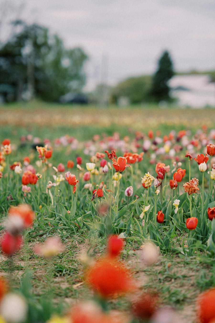 A vibrant field of tulips in various colors blooms under a cloudy sky, creating a picturesque spring scene.