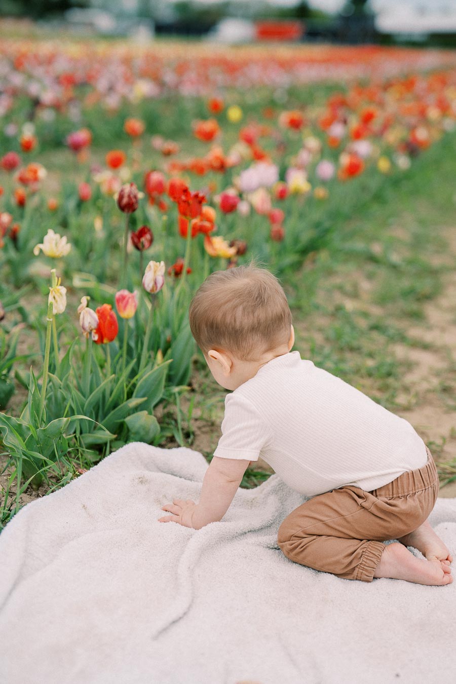 A baby sits on a blanket in a vibrant tulip field, surrounded by colorful flowers.