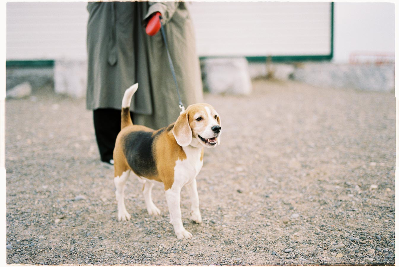 A beagle on a leash stands on a gravel surface, with its owner in a trench coat holding the leash.