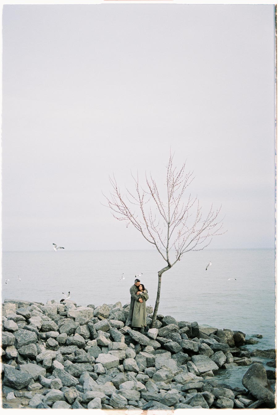 A couple embraces on a rocky shoreline beside a bare tree, with seagulls flying over a calm lake.
