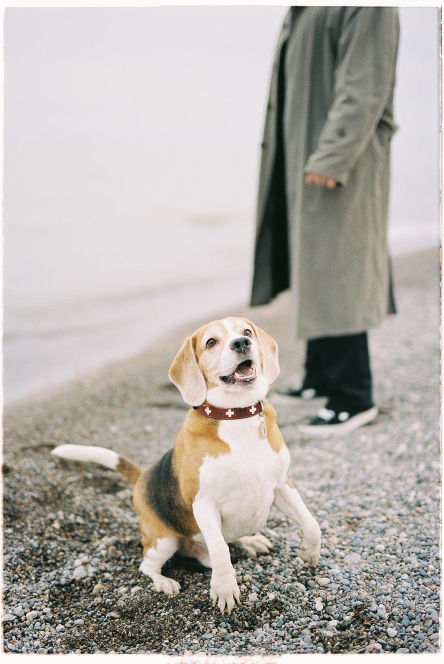 A beagle dog sits on a pebbled beach, looking up happily, while a person in a long coat stands nearby.