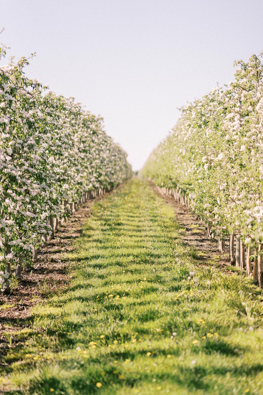 A picturesque view of a blooming apple orchard with rows of trees on either side and a grassy path in the middle, under a clear blue sky.