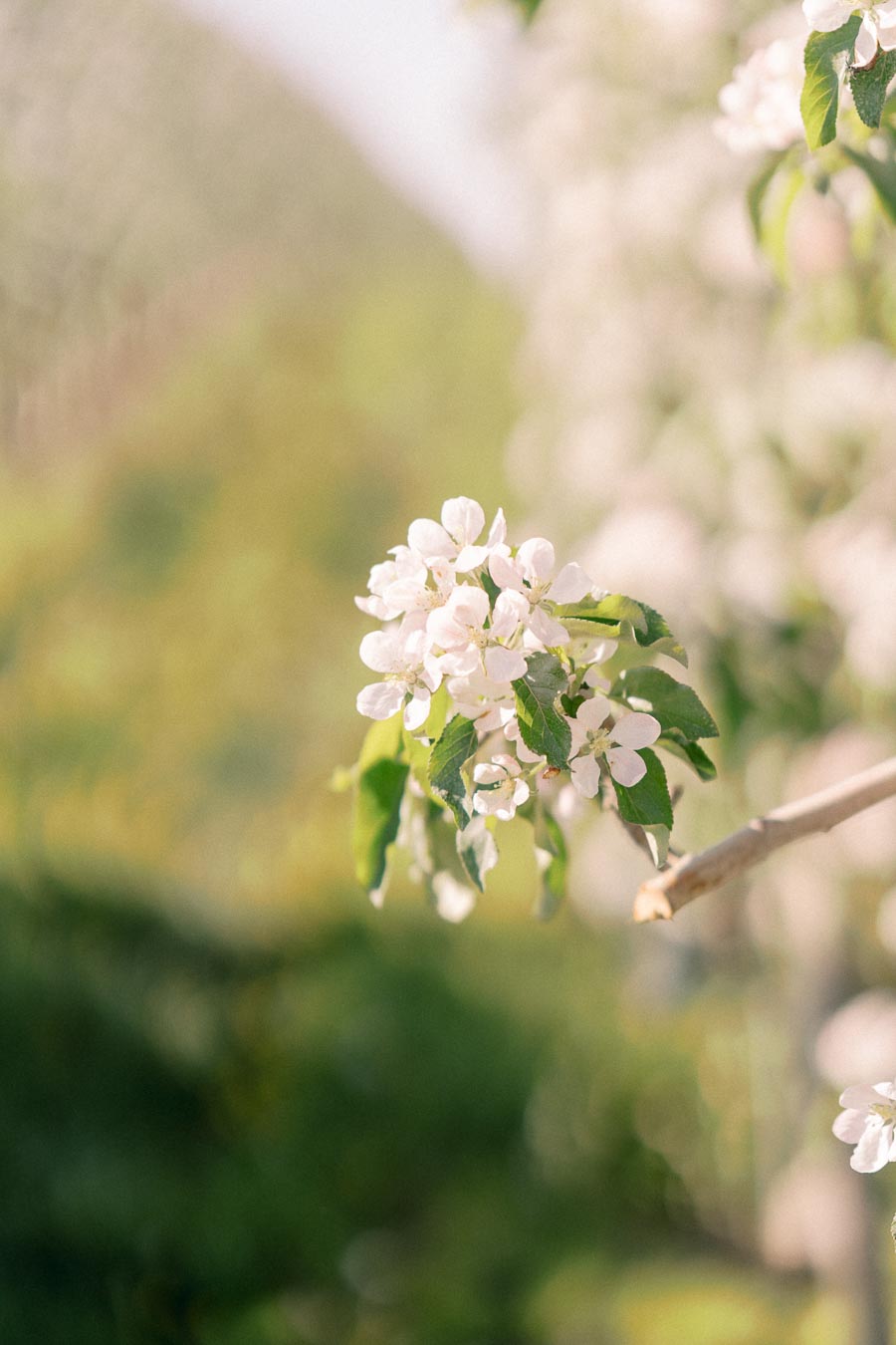 A close-up of delicate white apple blossoms on a branch, set against a softly blurred green background, capturing the essence of spring.