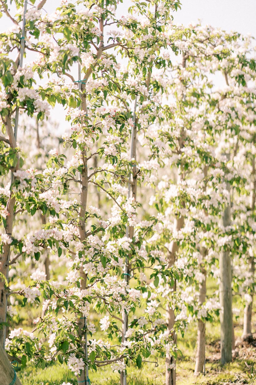Apple trees in full bloom with white flowers in a sunny orchard.