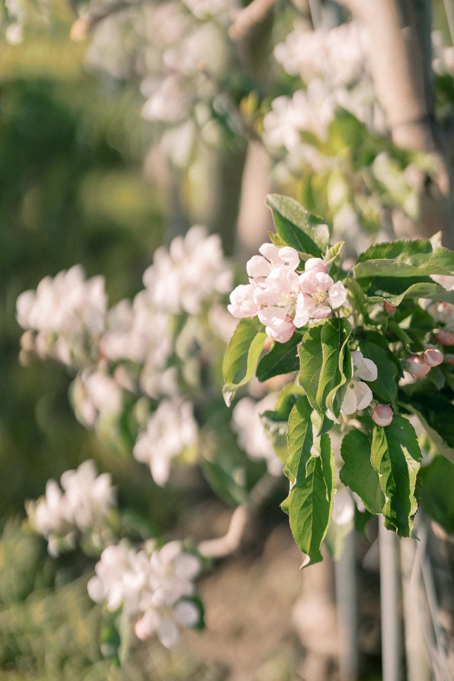 A close-up of delicate apple blossoms in full bloom, showcasing soft pink and white petals against vibrant green leaves. The background is softly blurred, highlighting the beauty of the flowers.