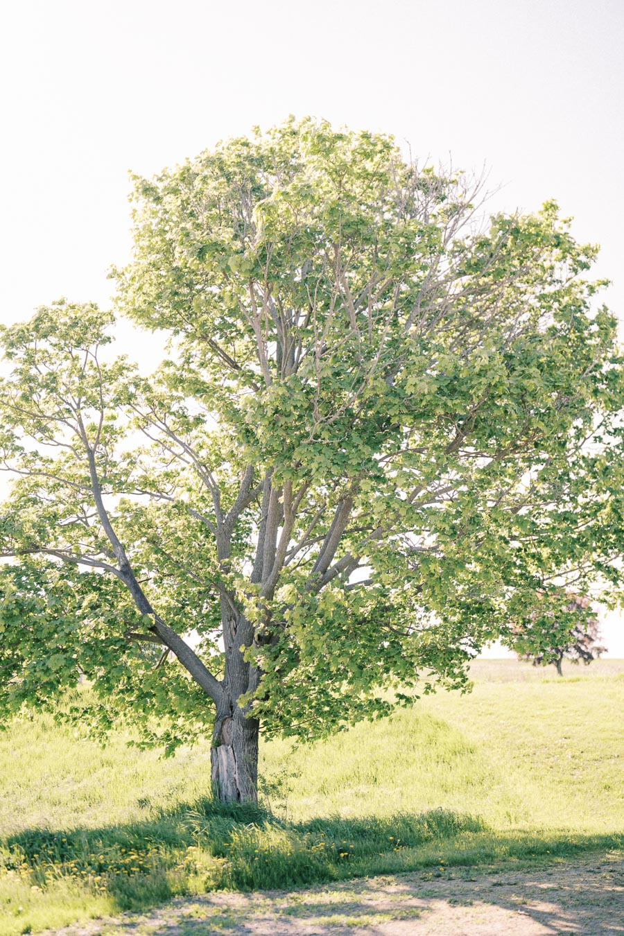 A solitary tree with lush green leaves stands in a sunlit grassy field, casting a shadow on the ground.