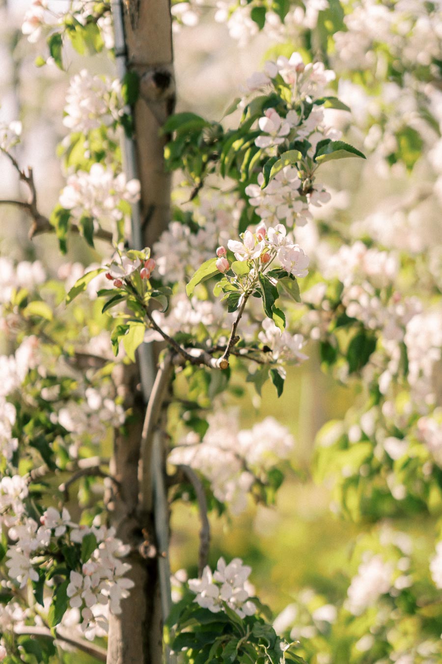 A close-up view of a tree branch adorned with delicate white blossoms and vibrant green leaves, basking in the warm sunlight.