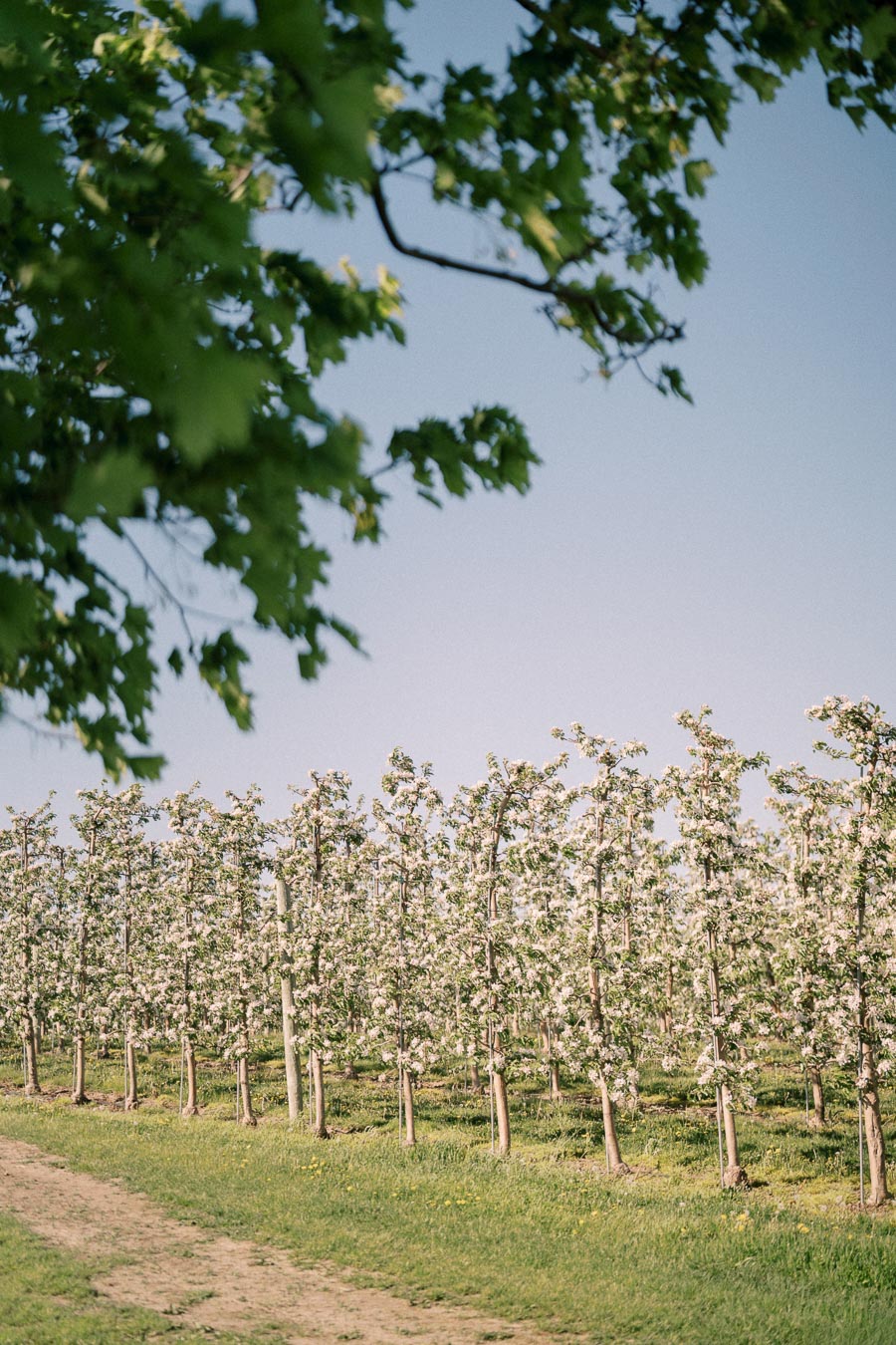 A picturesque apple orchard in full bloom, showcasing rows of blossoming apple trees under a clear blue sky.