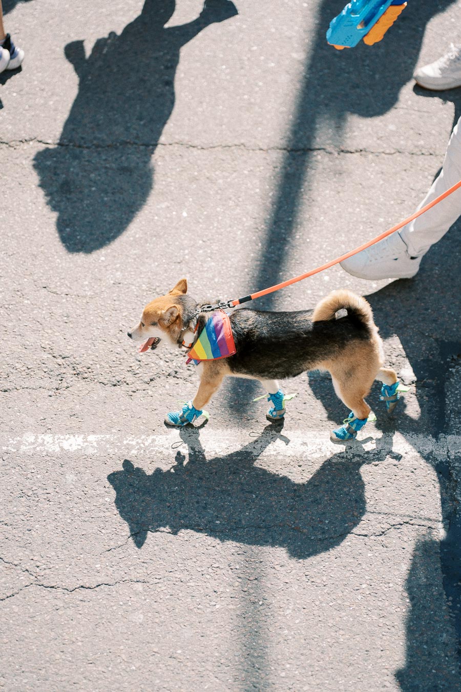 A small dog, wearing a rainbow bandana and blue shoes, walks on a street during a sunny day. The dog is on a leash, and its shadow is visible on the pavement.