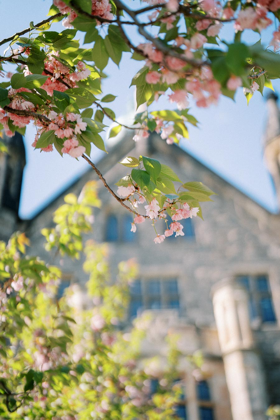 Pink cherry blossoms in full bloom against a sunny blue sky, with a blurred historic stone building in the background.