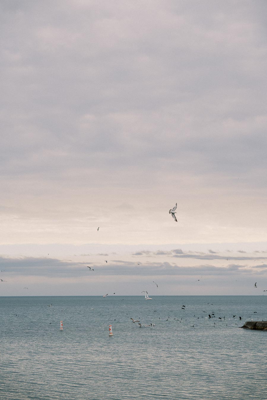 A serene coastal scene with a flock of seagulls flying over a calm ocean under a cloudy sky.