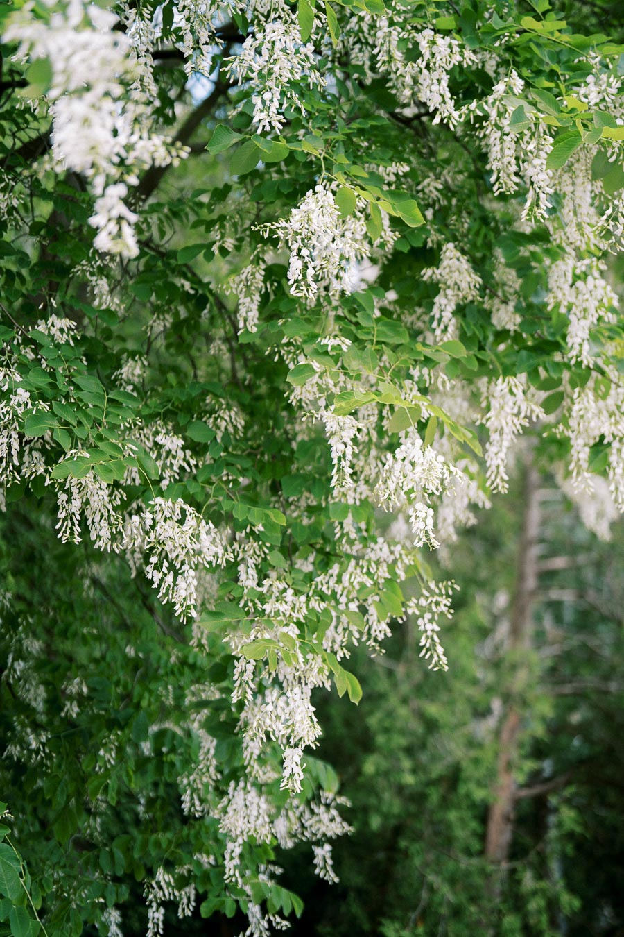 Lush green tree branches adorned with clusters of white flowers, illustrating natural beauty in a tranquil outdoor setting.