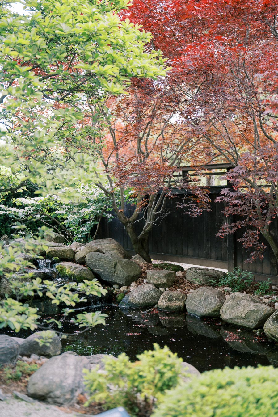A serene Japanese garden featuring a small pond surrounded by lush green and vibrant red foliage, rocks, and a wooden fence in the background.