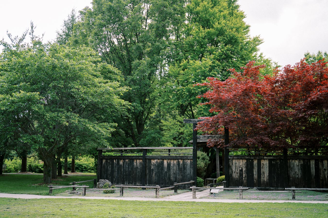 Serene garden landscape with vibrant green and red trees surrounding a rustic wooden structure and pathway. Ideal for nature themes and tranquil outdoor settings.