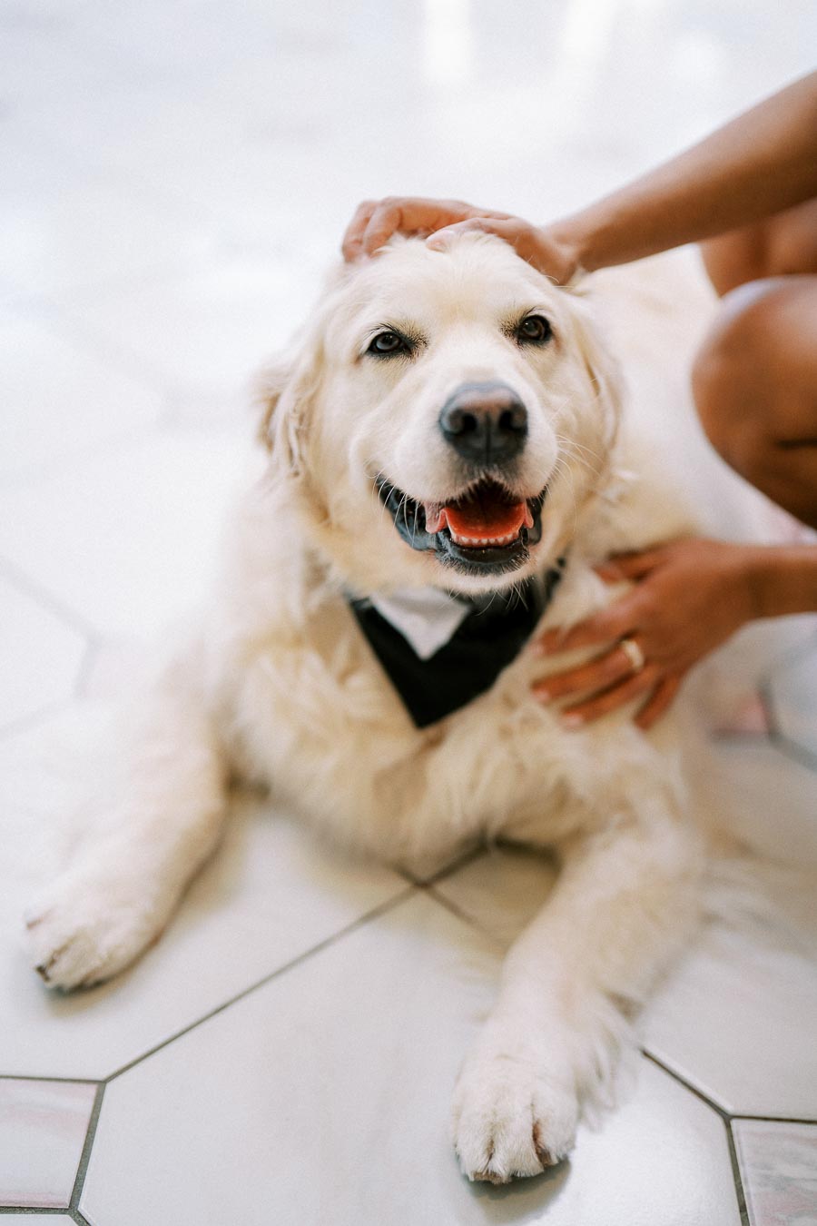 A fluffy golden retriever wearing a black and white bow tie being petted and smiling while lying on a tiled floor.