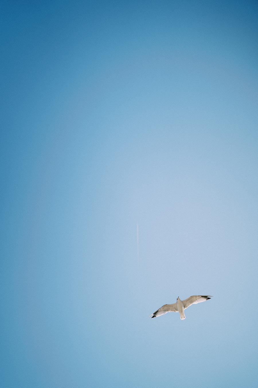 A lone seagull soaring through a clear blue sky, emphasizing the freedom and tranquility of flight.