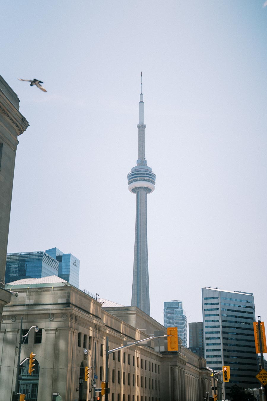 Toronto skyline featuring the CN Tower with surrounding modern buildings and a bird in flight.