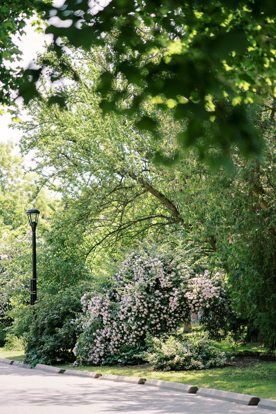 Lush green park scene with blooming pink flowers and a vintage street lamp under the shade of leafy trees.