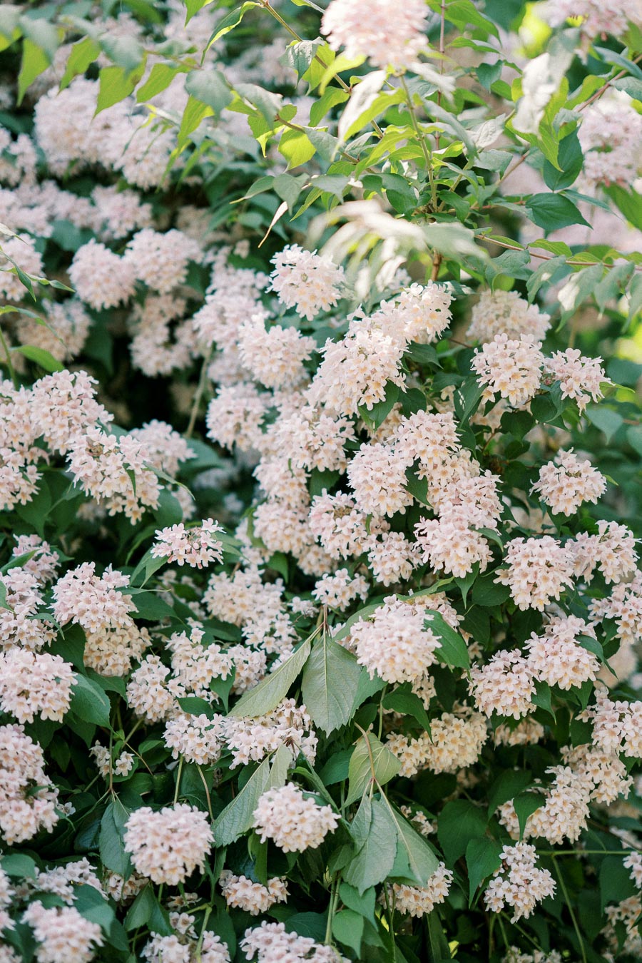 Lush green shrub covered with clusters of light pink blossoms in full bloom, creating a serene and natural garden scene.