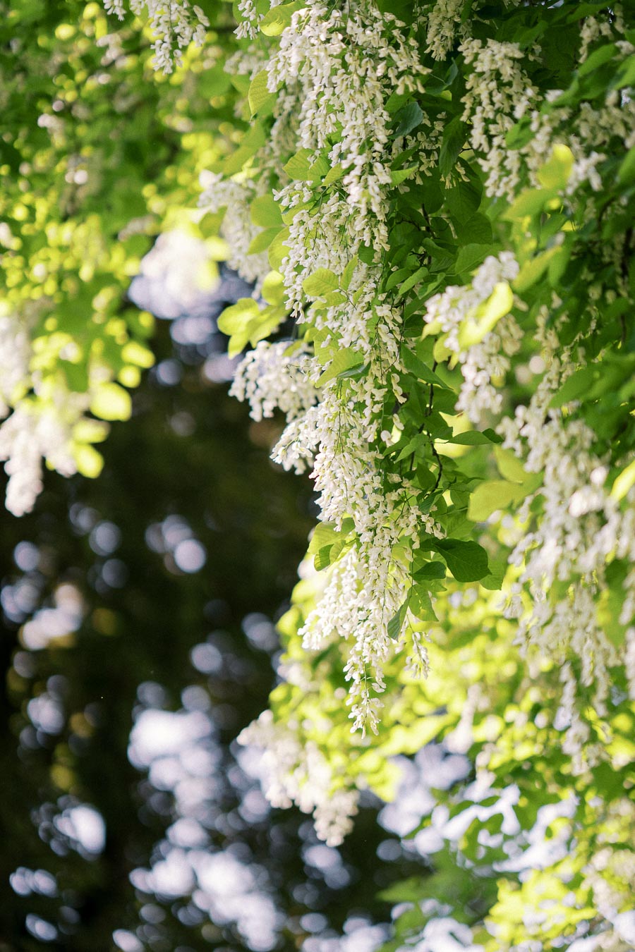 Cascading white flowers and fresh green leaves in full bloom against a blurred natural background.