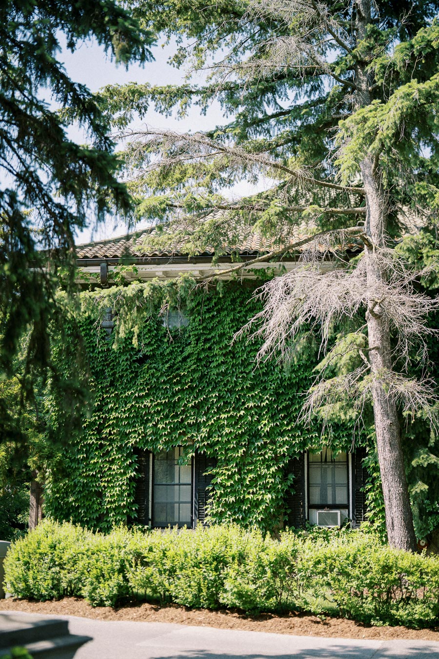 Charming house exterior covered in lush green ivy surrounded by tall pine trees and trimmed shrubs, under a clear blue sky.
