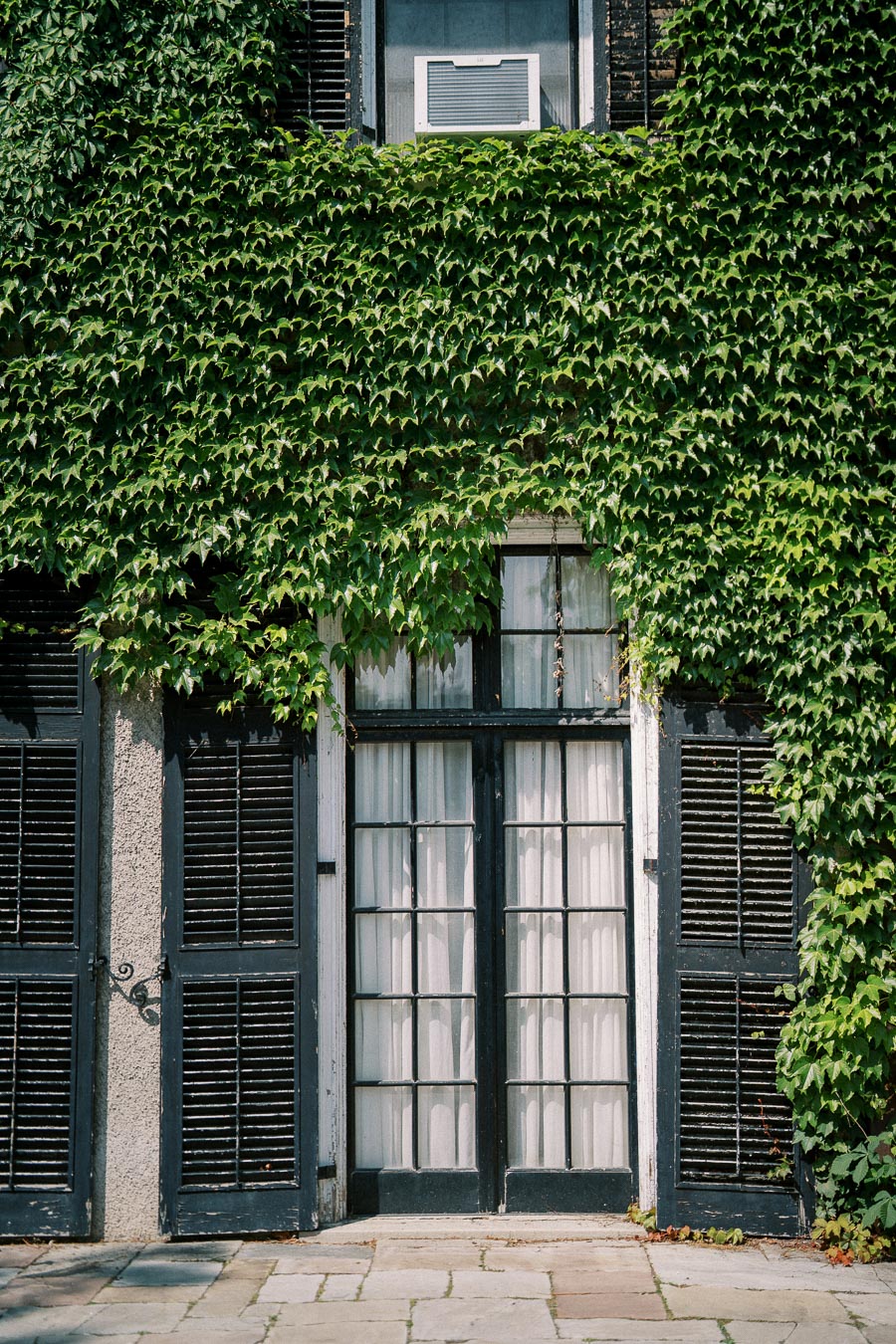 Historic building facade covered in lush green ivy vines with black wooden shutters and a white framed window.
