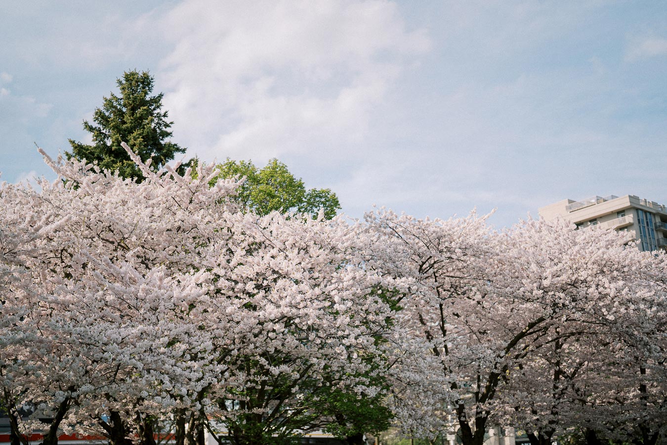 Beautiful cherry blossom trees in full bloom under a clear blue sky, with city buildings in the background.