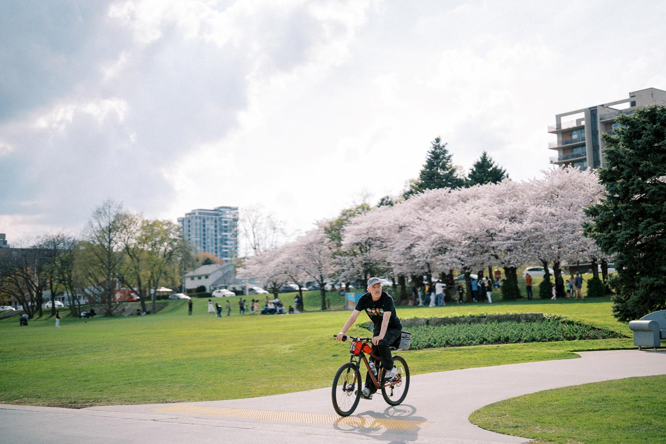 A man riding a bicycle along a pathway in a park with blooming cherry blossom trees in the background. The sun creates a bright and cheerful atmosphere as people gather under the trees. A cityscape with tall buildings is visible in the distance, under a partly cloudy sky.