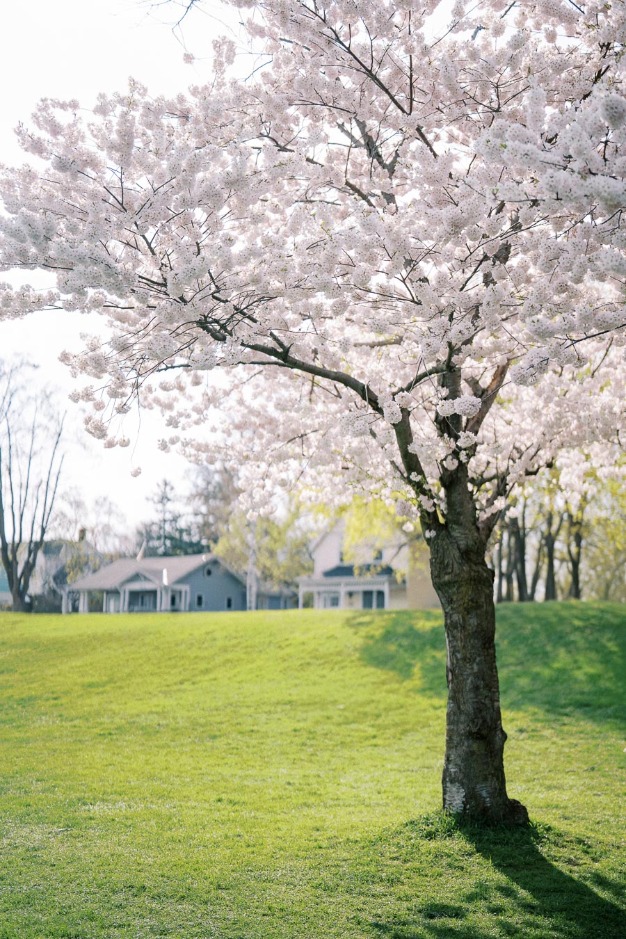 Cherry blossom tree in full bloom on a sunny spring day, with vibrant green grass and houses in the background.