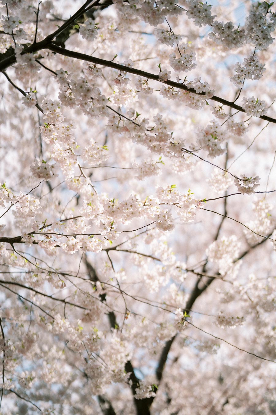 Close-up of cherry blossom branches in full bloom, showcasing delicate white flowers against a clear blue sky.