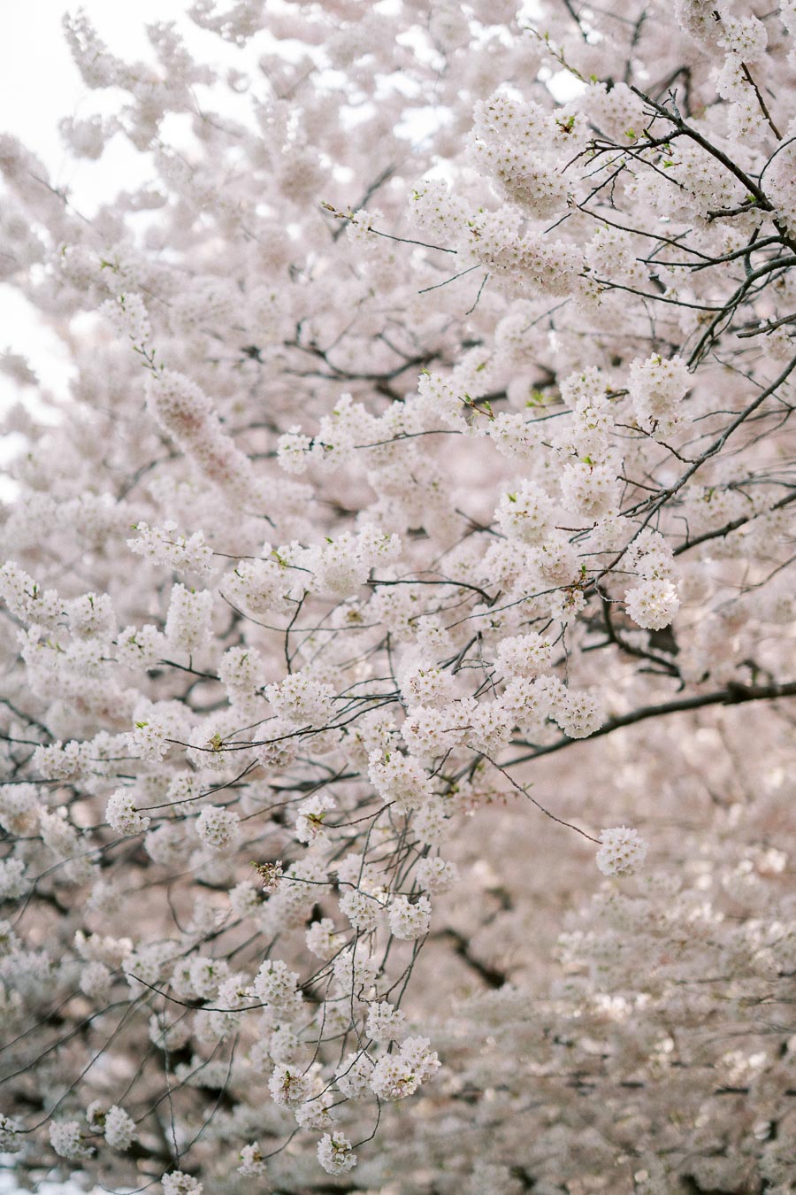 Blooming cherry blossom branches with soft white and pink flowers in spring.