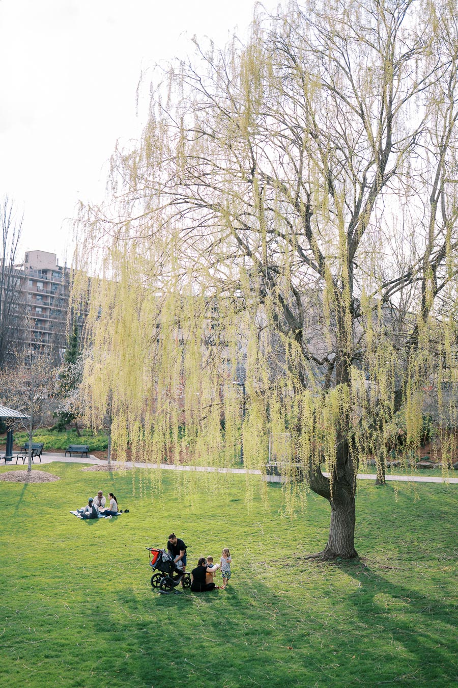 A picturesque park scene with a large willow tree casting shadows over a green lawn. Families are enjoying a sunny day, with some people sitting on the grass and others tending to a stroller. Apartment buildings are visible in the background, creating a balance between urban and natural elements.