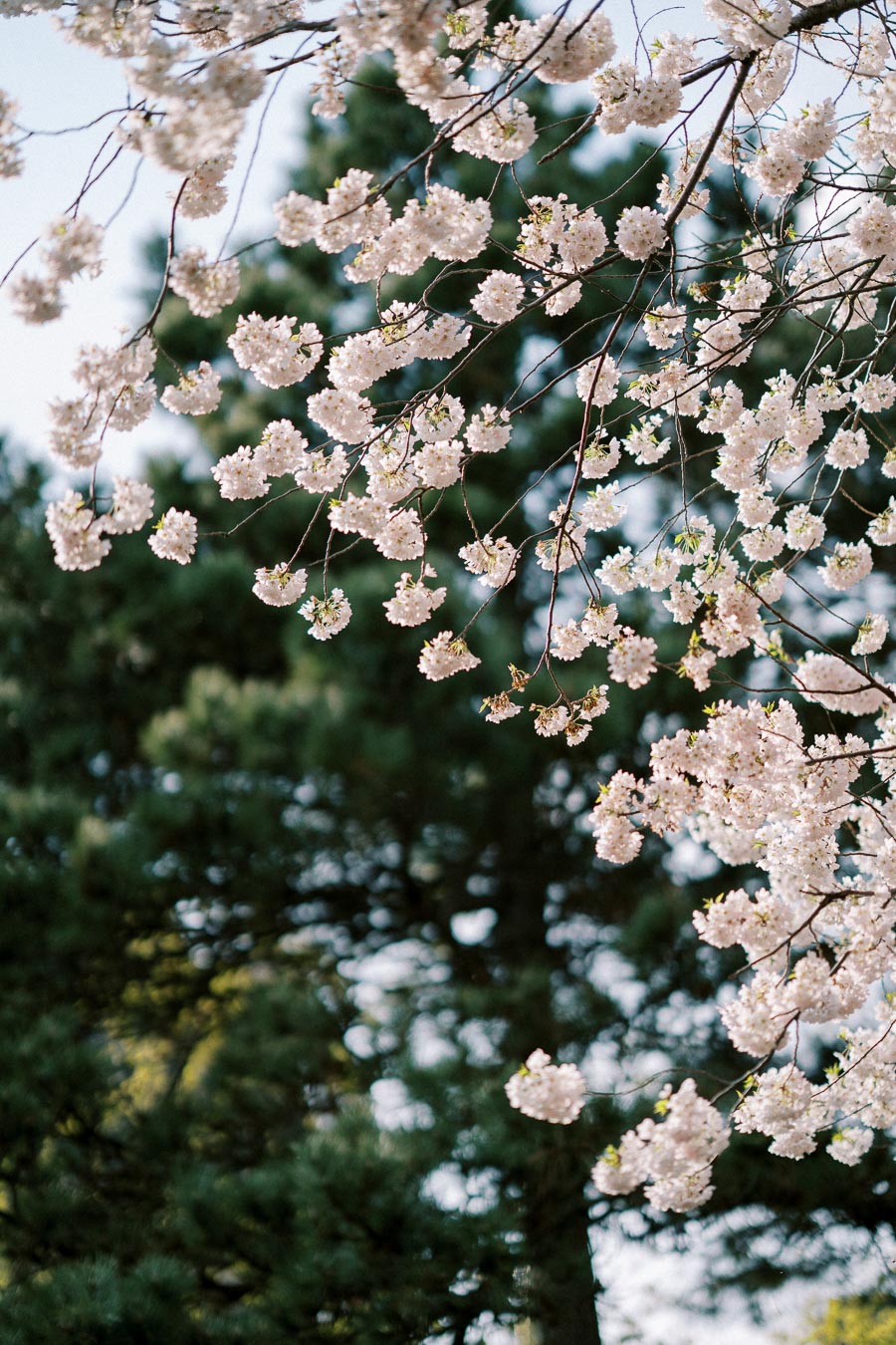 Delicate cherry blossoms in full bloom on tree branches with a blurred forest background.