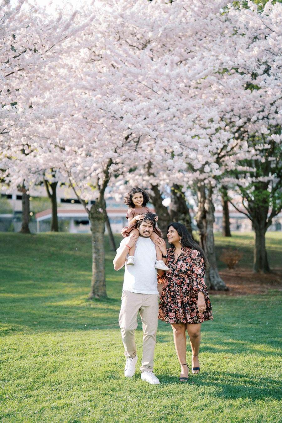 Happy family walking under cherry blossom trees in a sunny park, with a child on the father's shoulders and the mother smiling beside them.