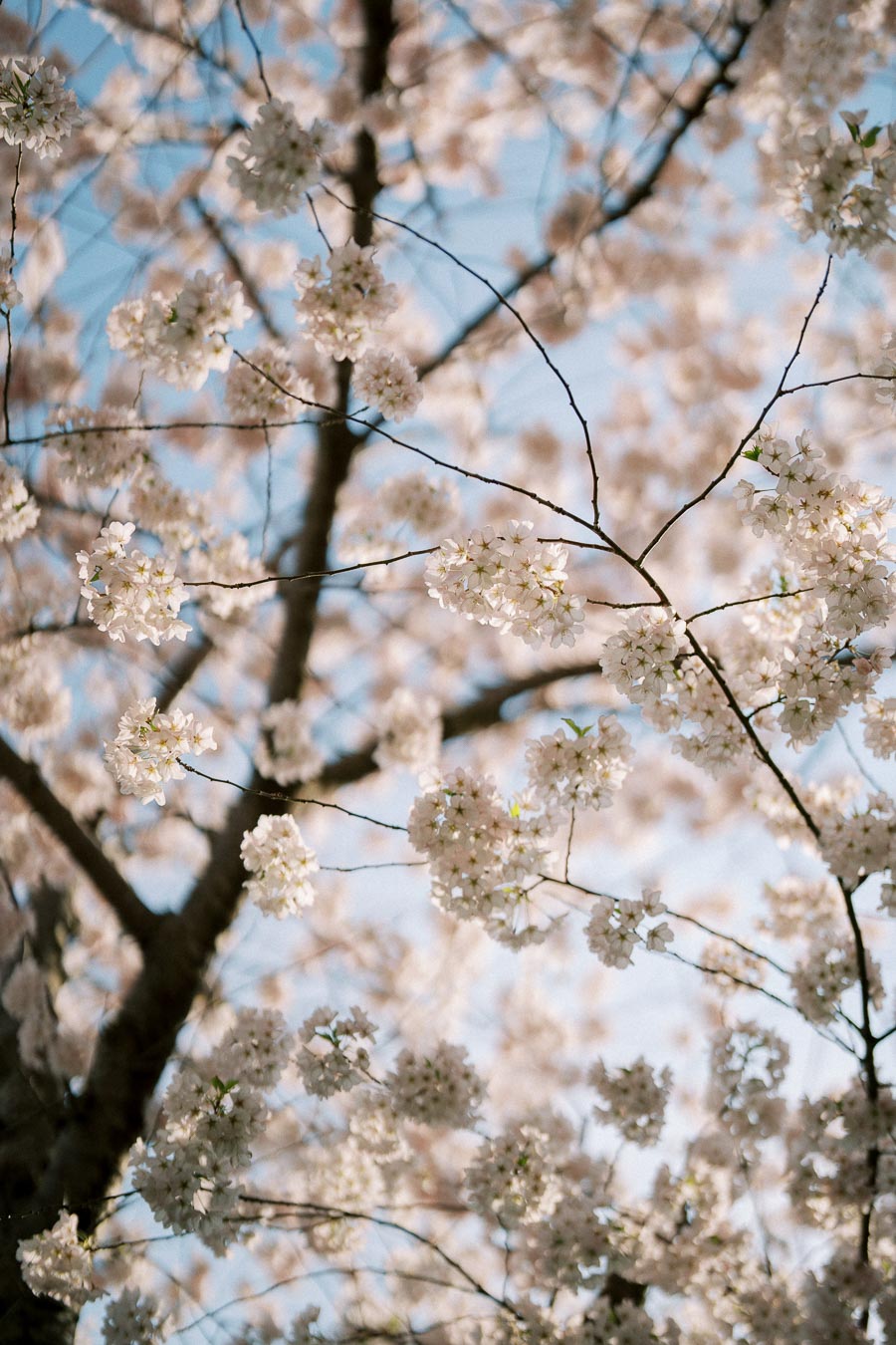Close-up of cherry blossom branches with white flowers against a clear blue sky, capturing the beauty of springtime nature.