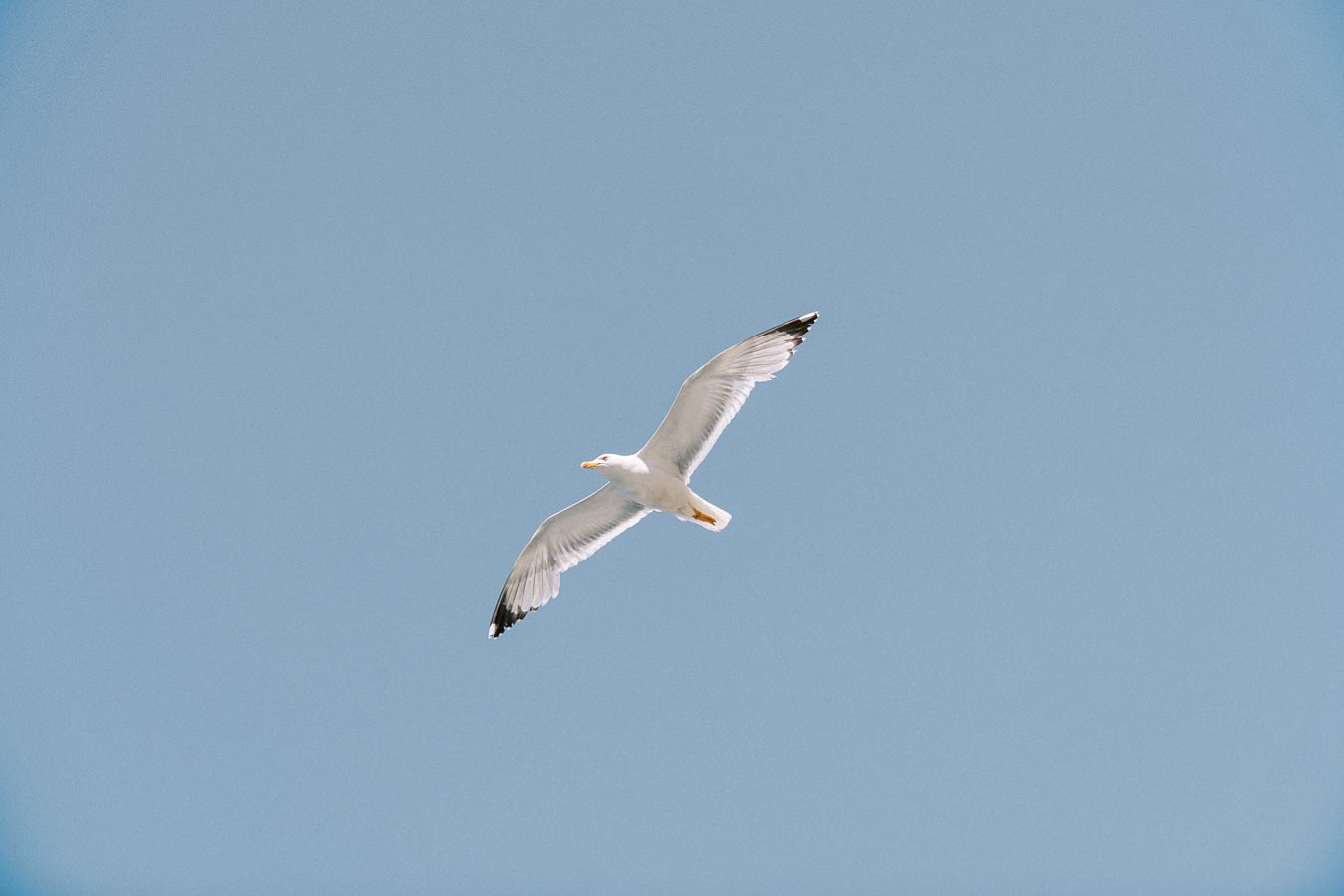 Seagull soaring in a clear blue sky with wings fully extended.