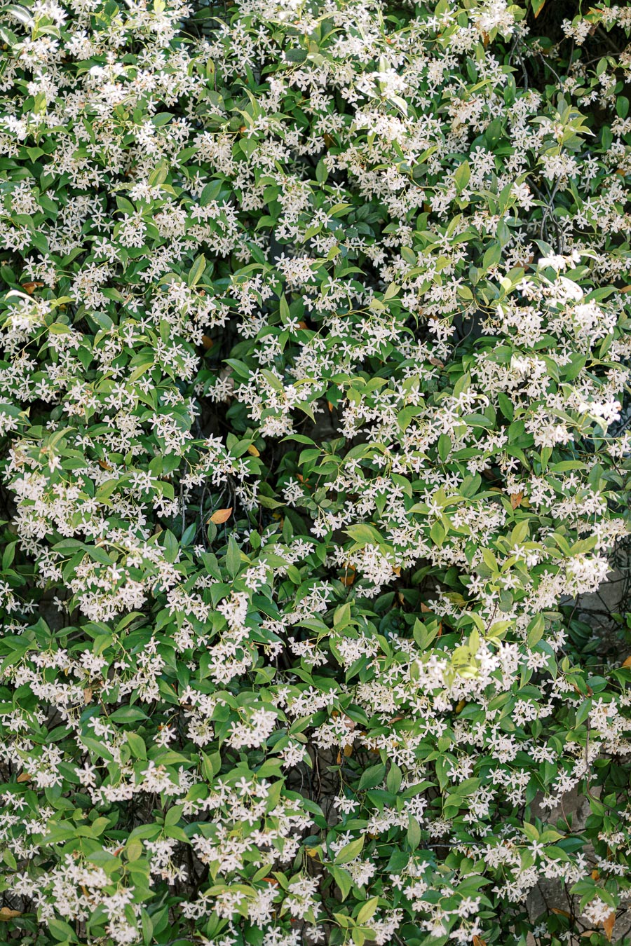 Lush green jasmine vines covered in small, fragrant white flowers.