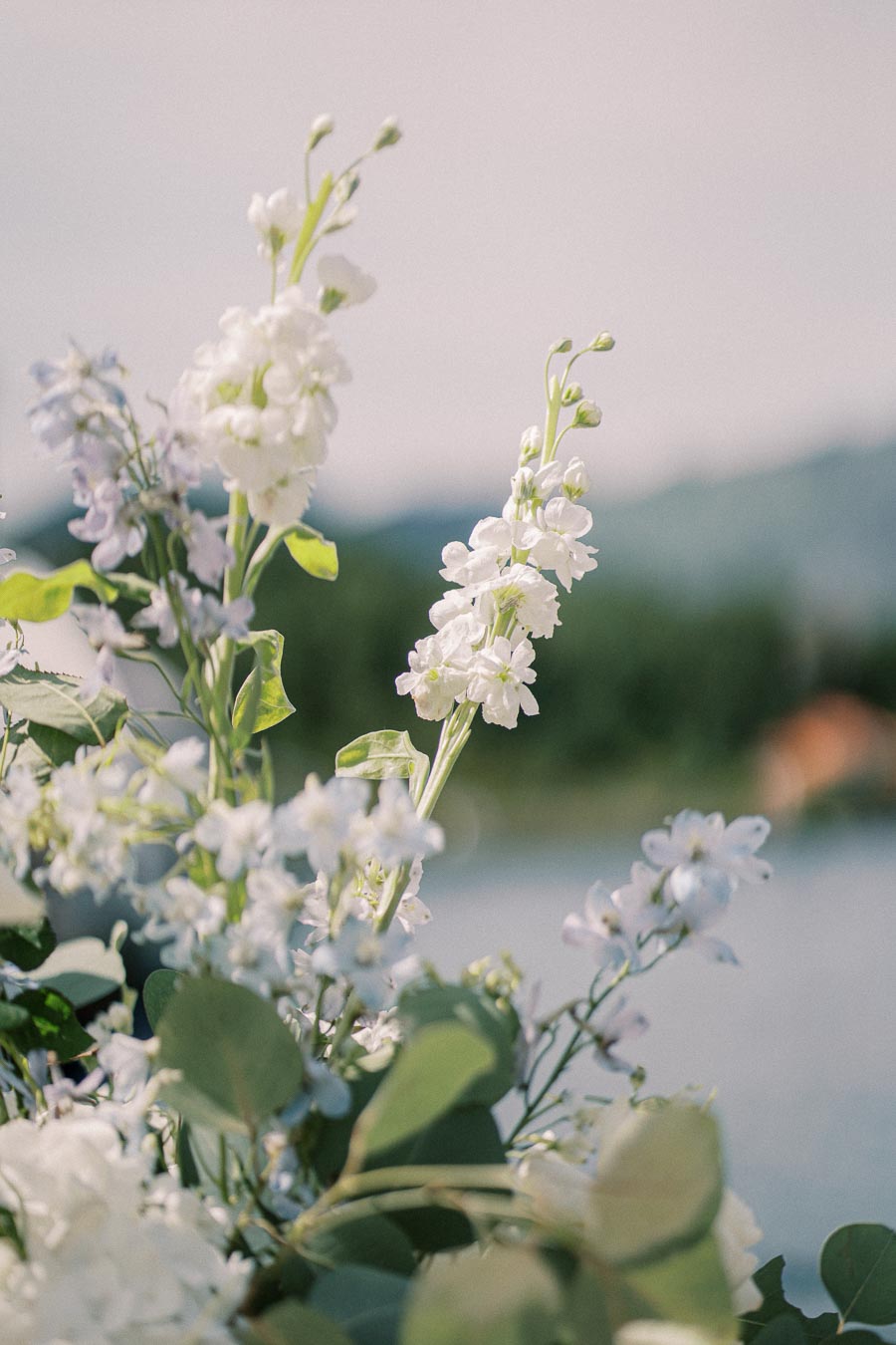 Close-up of white flowers and green leaves against a blurred natural background, capturing the essence of a tranquil outdoor setting.