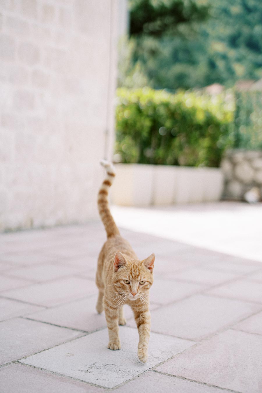Orange tabby cat walking confidently on a tiled patio with greenery in the background.