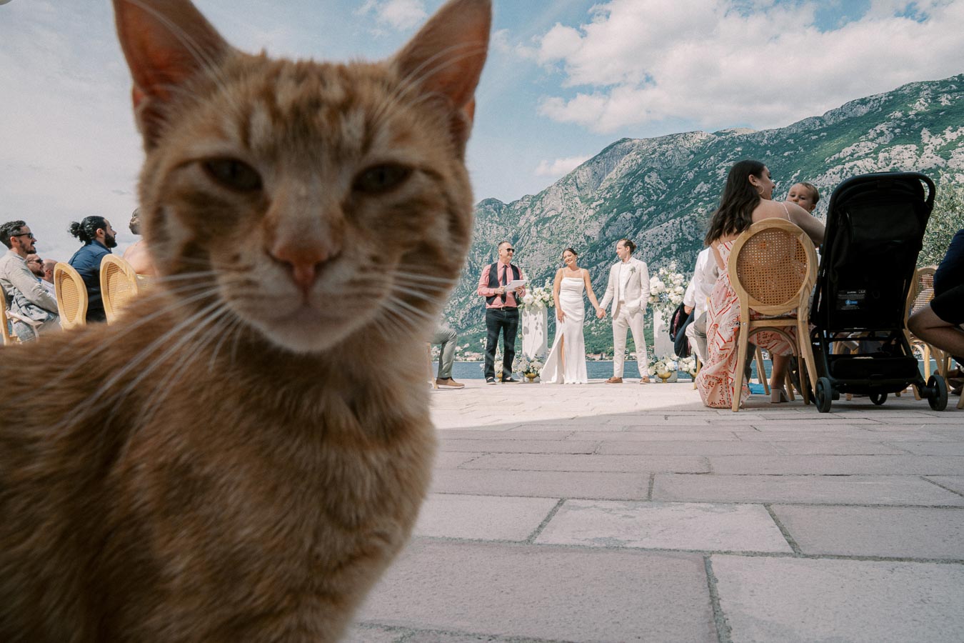Orange cat photobombing an outdoor wedding ceremony with mountains in the background.