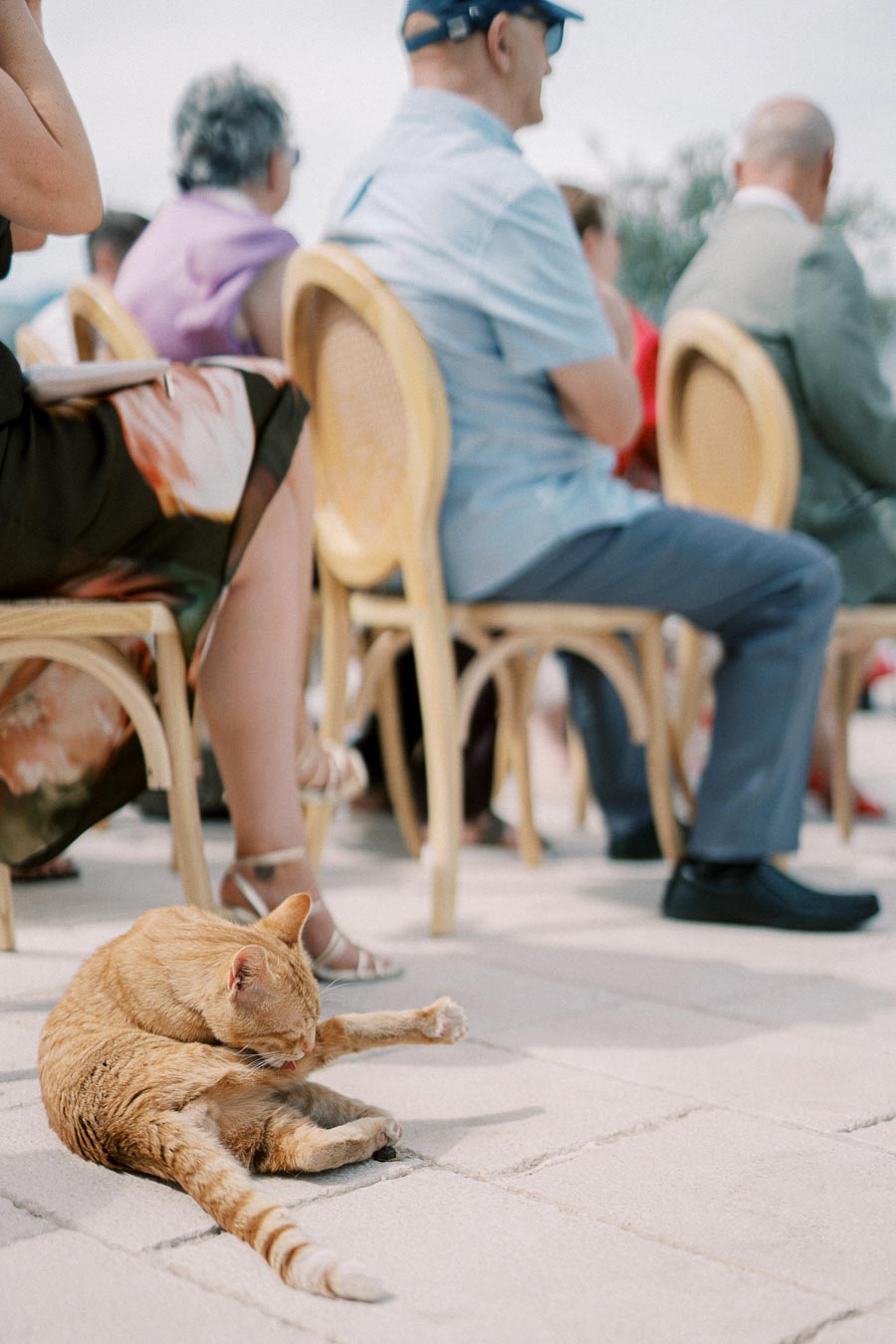 Orange tabby cat grooming itself on a sunny patio with people seated on wicker chairs in the background.