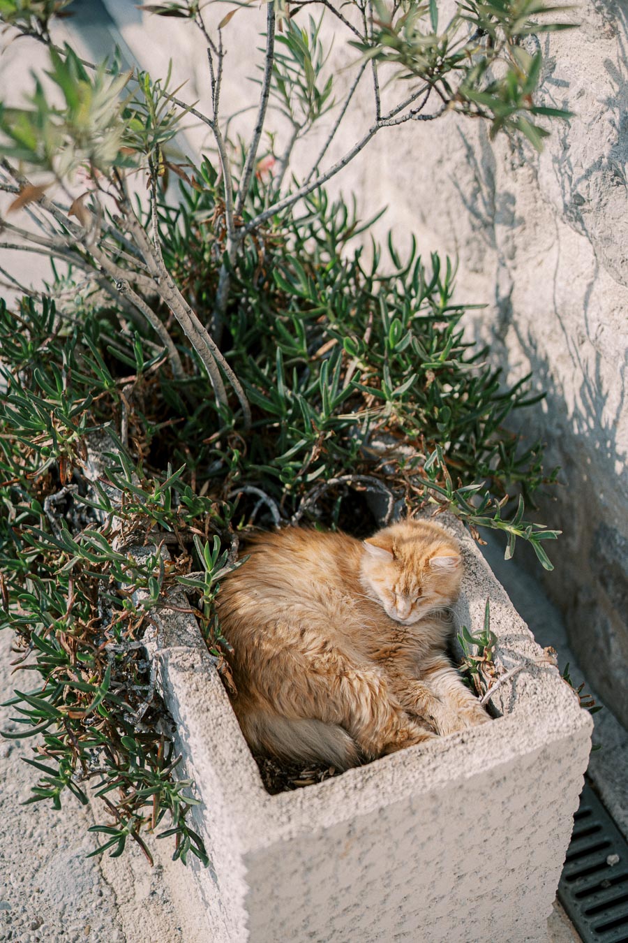 Ginger cat sleeping peacefully in a large concrete planter with lush green foliage in an outdoor setting.