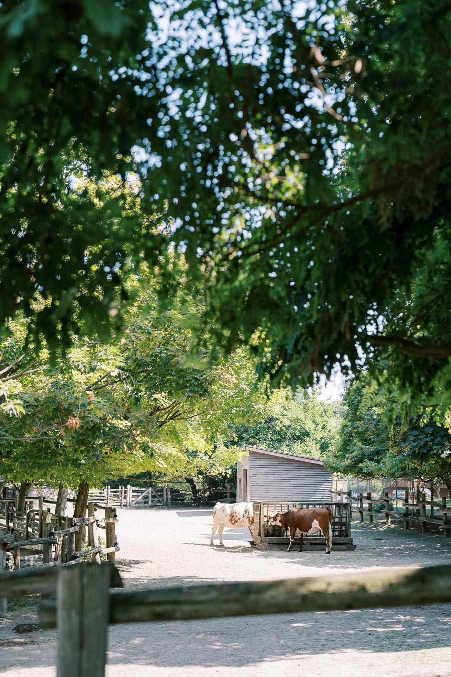Alt text: Cows grazing near a wooden barn surrounded by lush green trees in a peaceful farm setting.