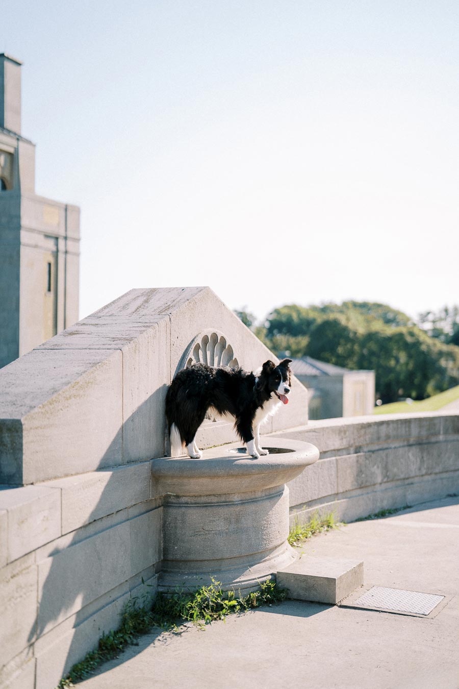 A black and white dog standing on a stone ledge against a clear blue sky, with architectural details and greenery in the background, illustrating a serene outdoor setting.