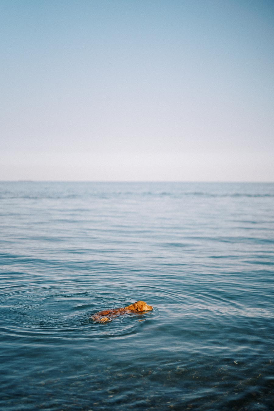 Golden retriever swimming in a calm blue sea under a clear sky, creating ripples around.