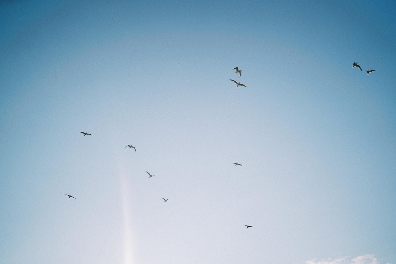 Group of birds soaring in a clear blue sky, capturing the essence of freedom and nature's beauty.