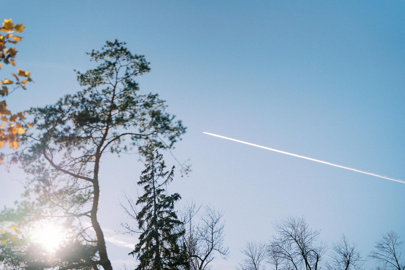 Clear blue sky with sunlight filtering through tree branches, contrasting with a white contrail from a distant airplane.