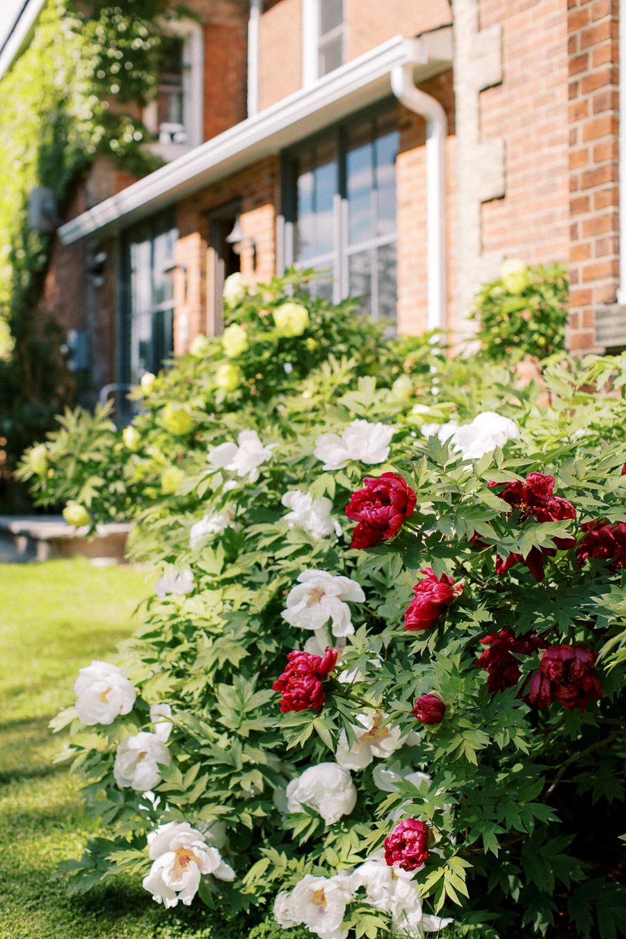 Colorful garden with vibrant red and white peonies in bloom, set against a charming brick house backdrop. Sunlit green lawn enhances the serene and picturesque landscape.